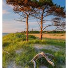 "29 JULI" mit Kalenderdaten darunter. Zwei Kiefern an einer Küste im Abendlicht, im Hintergrund ein Leuchtturm.