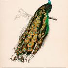 „Blauer Pfau“ (Pavo Cristatus) zeigt einen prachtvollen Pfau auf einem Ast, mit detailliertem, farbenfrohem Gefieder. Kalender für Juli 2027.