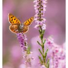 Besenheide und kleiner Feuerfalter auf rosa Blüten. Unten Kalenderdaten: Mo 26 bis So 01 mit Nationalfeiertag (CH).