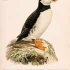 Text: "Papageitaucher (Fratercula arctica)". Kalenderdaten: 12. bis 18. Juli 2027. Illustration: Ein Papageitaucher auf Gras.