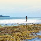 Text: "DIE KÜSTE". Eine Person steht am Ufer, umgeben von Meer und Algen bei Ebbe.