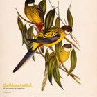 "Gelbbauchsittich (Platycercus caledonicus)" und Kalendarium. Illustration von Sittichen auf Zweigen mit grünen Blättern.