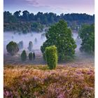 32 AUGUST, Mo 09, Di 10, Mi 11, Do 12, Fr 13, Sa 14, So 15. Neblige Heidelandschaft mit Bäumen und violetten Blumen.