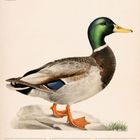 Text: "Stockente (Anas Platyrhynchos)" gefolgt von einem Kalender für Juli/August 2027. Eine Ente steht auf einem Felsen.