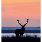 Kalenderseite mit Datum 33. August und Wochentagen. Silhouette eines Hirsches vor pastellfarbenem Sonnenuntergang.