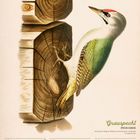 "Grauspecht (Picus canus)" unten rechts. Kalenderdaten für August 2027, Woche 31. Illustration eines Grauspechts auf Holz.