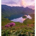 34 August, Montag 23 bis Sonntag 29. Lila Blumen blühen vor einem ruhigen Bergsee in den Allgäuer Alpen bei Sonnenuntergang.
