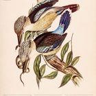 Text oben: "Blauflügelliest (Dacelo leachii)". Kalenderwoche 32, 2027, August. Illustration von zwei Vögeln, ein Vogel hält eine Schlange.