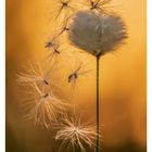 35 AUG/SEP. MO 30 DI 31 MI 01 DO 02 FR 03 SA 04 SO 05. Flusige Pflanze vor unscharfem gelbem Hintergrund.