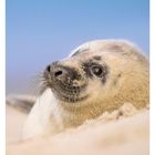 36 SEPTEMBER, Mo 06 Di 07 Mi 08 Do 09 Fr 10 Sa 11 So 12. Ein junges Robbenbaby liegt im Sand mit blauem Himmel.