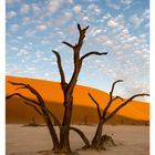 37 SEPTEMBER MO 13 DI 14 MI 15 DO 16 FR 17 SA 18 SO 19. Trockene Bäume in einer Wüste vor orangefarbenen Dünen.
