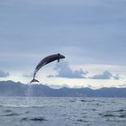 Ich kenne keine Texte. Ein Delfin springt aus dem Meer vor einer Bergkulisse und einem bewölkten Himmel.