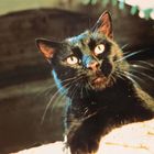 Es gibt keinen Text. Eine schwarze Katze mit leuchtenden Augen schaut neugierig und aufmerksam nach vorn.