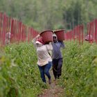 Arbeiter tragen Körbe auf einem Feld mit grünen Pflanzen und roten Stöcken, umgeben von Bäumen im Hintergrund.