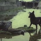 Ein Mann schläft auf einer moosbewachsenen Fläche im Wasser, daneben steht ein schwarzer Hund, umgeben von Betonwänden.