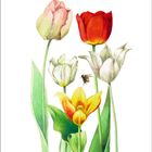 Text: "Tulpe". Illustration von fünf Tulpen in verschiedenen Farben mit zwei Bienen darüber.