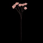 Keine Texte vorhanden. Die Illustration zeigt einen zarten, trockenen Stängel mit kleinen rosa Blüten vor schwarzem Hintergrund.