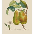 Text: "Poire de tonneau." Zwei Birnen an einem Ast, mit grünen Blättern und einer weißen Blüte. Unten links Zahl 07.