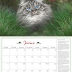"Juni" in roter Schrift, Kalenderblatt mit Wochentagen und Daten, Bild: grau getigerte Katze im Gras.