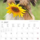 Ein Hund mit flauschigem Fell hält eine Sonnenblume im Maul. Oben steht "7 • 2027", es zeigt einen Kalendermonat.