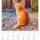 Kalenderseite für Juni 2027 mit Wochen und Tagen. Oben im Bild sitzt eine orange Katze auf einem Kopfsteinpflasterweg.