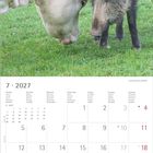 Kalender für Juli 2027 mit Kalendarien in verschiedenen Sprachen. Abbildung: Kuh und Wildschwein auf Wiese, Köpfe nah beieinander.