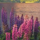 "August", "GEO". Kalender mit Bergen, See, und Lupinenblumen im Vordergrund.