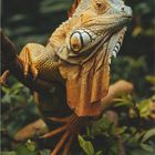 „Ganz schön stachelig…“ Kalenderblatt für Juli zeigt grünen Leguan in Costa Rica, umgeben von Blättern. Unten GEO-Logo.