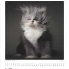 07 Juli. Portrait einer Katze mit windzerzaustem Fell auf dunklem Hintergrund.