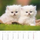 Kalenderseite für August, zwei flauschige weiße Kätzchen mit blauen Augen auf grünem Hintergrund.