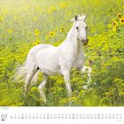 Kalenderblatt für Juli mit einem weißen Pferd in einem Feld voller gelber Blumen und vereinzelten Sonnenblumen.