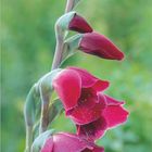 Gladiole (Gladiolus palustris) in Nahaufnahme; Kalenderseite von DUMONT, zeigt Juli mit Kalendarium und roter Blüte.