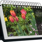 Kalenderblatt mit Tulpenbeschreibung. Datum: 9. Dienstag März. Rote Tulpen vor grünem Hintergrund.