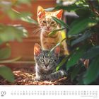 Kalenderseite für September. Zwei Kätzchen zwischen grünen Blättern, eines orange, eines grau getigert.
