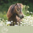 "Mai" in geschwungener Schrift mit einem Hufeisen. Ein Pony steht in einem Feld voller Margeriten.
