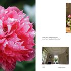Texte: "Now we're in high summer, roses have supplanted the tulips"; "129"; "A Garden Love Story". Links große rosa Blüte. Rechts Blumenstrauß.