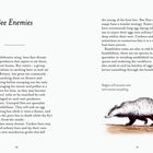 "Bee Enemies" beschreibt Bedrohungen für Bienen durch verschiedene Raubtiere. Illustration eines Dachses rechts.