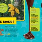 Wie wird Schokolade hergestellt? Kakaobohnen wachsen in Kakaobaumschoten. Ein Kind lächelt mit einer Schokolade in der Hand.