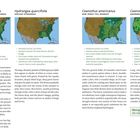 Hydrangea arborescens, Hydrangea quercifolia, Ceanothus americanus, Ceanothus velutinus; Karten zeigen Verbreitungsgebiete.