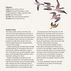 Glossary: sueña (sweh-nyah) to dream; níspero, jardín, mi niña, mi amor. Author's Note: Text über Venezuela und Migration. Vögel im Flug.