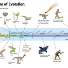 Eine Evolutionszeitleiste mit Illustrationen, darunter Tiere, Pflanzen und Menschen. Historische Ereignisse sind markiert.