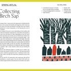 "SPRING RITUAL: Collecting Birch Sap. YOUR WILL NEED: A sterilized container, a sharp knife, tape measure, muslin cloth." Illustration: Stilisierte Birken, Flaschen darunter.