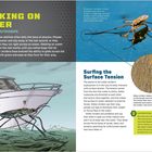 WALKING ON WATER: Wasserläufer gleiten mühelos über Wasser. Sie nutzen Oberflächenspannung mit spezialisierten, wasserabweisenden Beinen.