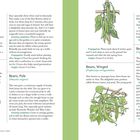 Outstanding Edible Vines for Your Trellis. Butterfly Pea, Beans, Pole, Beans, Winged. Illustrationen von Kletterpflanzen.