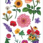 Illustration von verschiedenen Blumen, darunter Rose, Sonnenblume, Lavendel und Veilchen, alle bunt und detailliert gestaltet.
