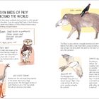 "Eleven Birds of Prey Around the World", Beschreibung von Raubvögeln mit Illustrationen von Waldkauz, Tapir, Seriema, Weihe und Falken.