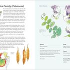 Text links: „Pea Family (Fabaceae). Alfalfa is used as a cover crop to replenish soil nutrients in agricultural fields.“

Text rechts: „At a Glance. Pacific pea. Leaflet on the compound leaf. Banner, Wing, Keel, Petals, Carpel, Stamens, Sepals.“

Auf der rechten Seite befindet sich eine botanische Illustration mit Beschriftung zu Blüten und Blättern. Tabellen zu Merkmalen unten.