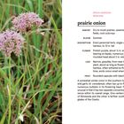 Text über "prairie onion", eine krautige Pflanze mit rosa-lila Blüten in Graslandschaft. Enthält botanische Details.