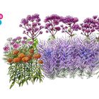 Text: "Butterfly weed (9), Cosmos (16), Joe Pye weed (29), Russian sage (41)". Illustration bunter Blumen in verschiedenen Farben.