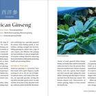 "American Ginseng", botanischer Name "Panax quinquefolius". Foto zeigt grüne Blätter und weiße Blütenknospen.